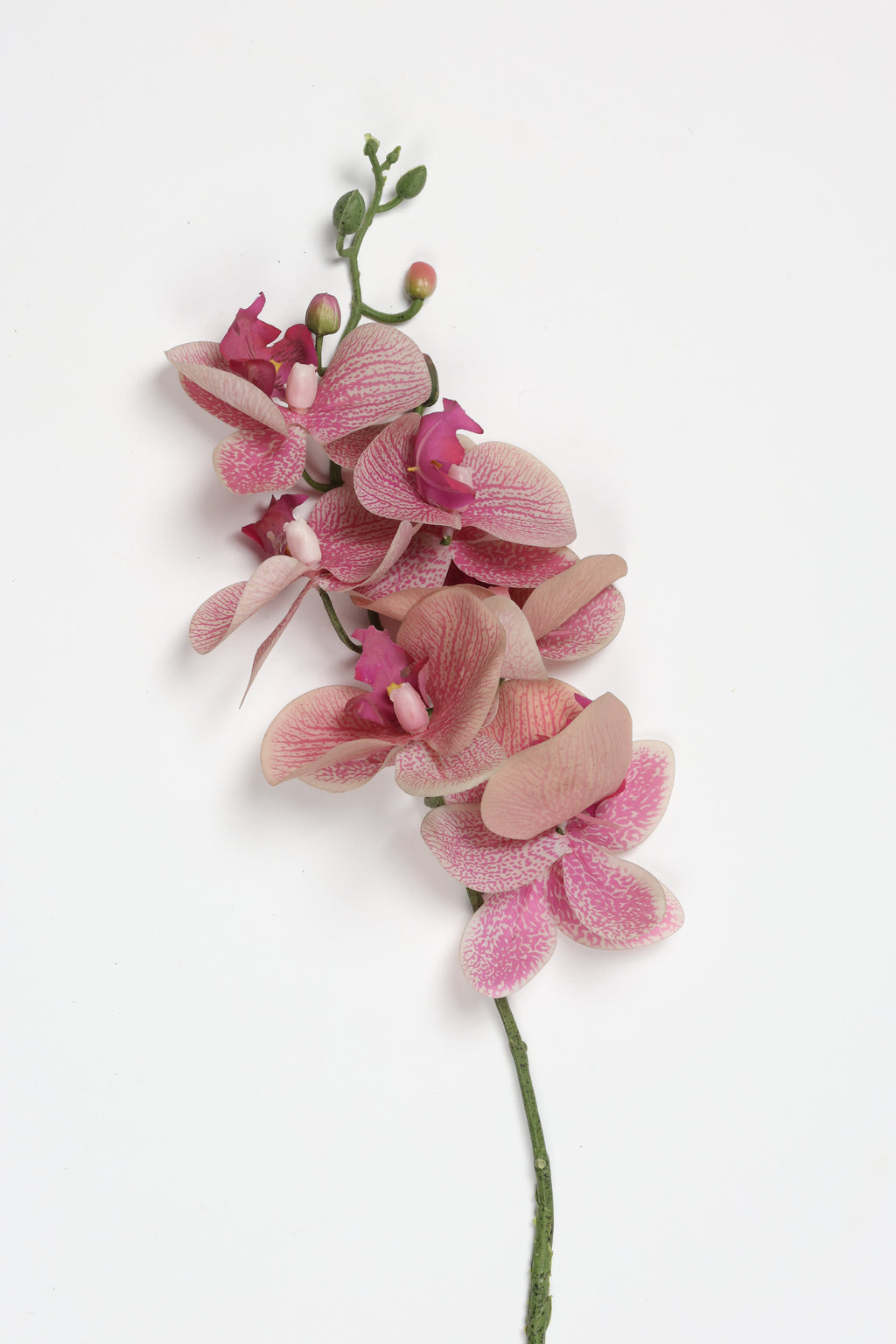 Phalaenopsis  - Foshia