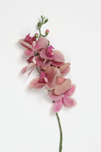 Phalaenopsis  - Foshia