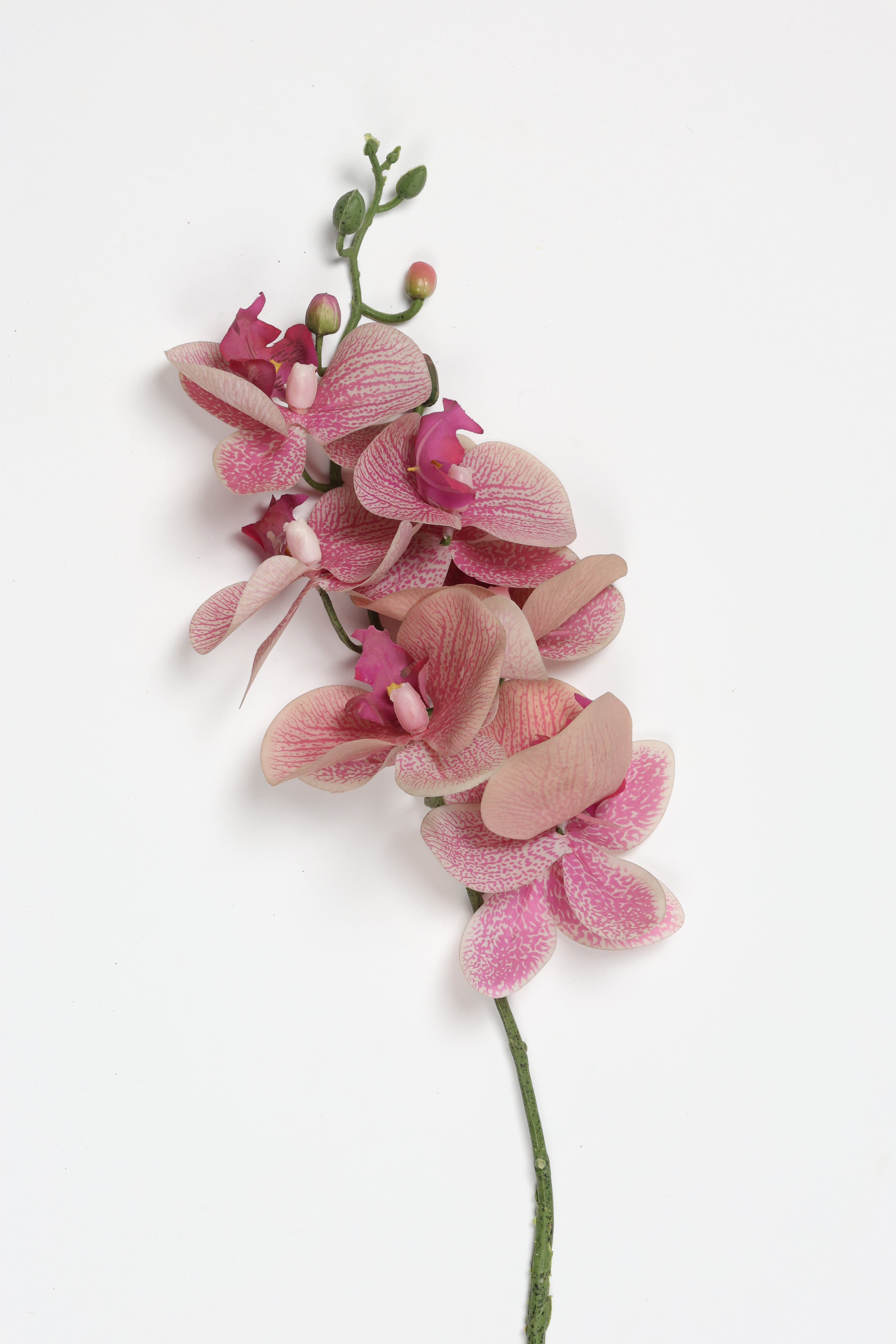 Phalaenopsis  - Foshia