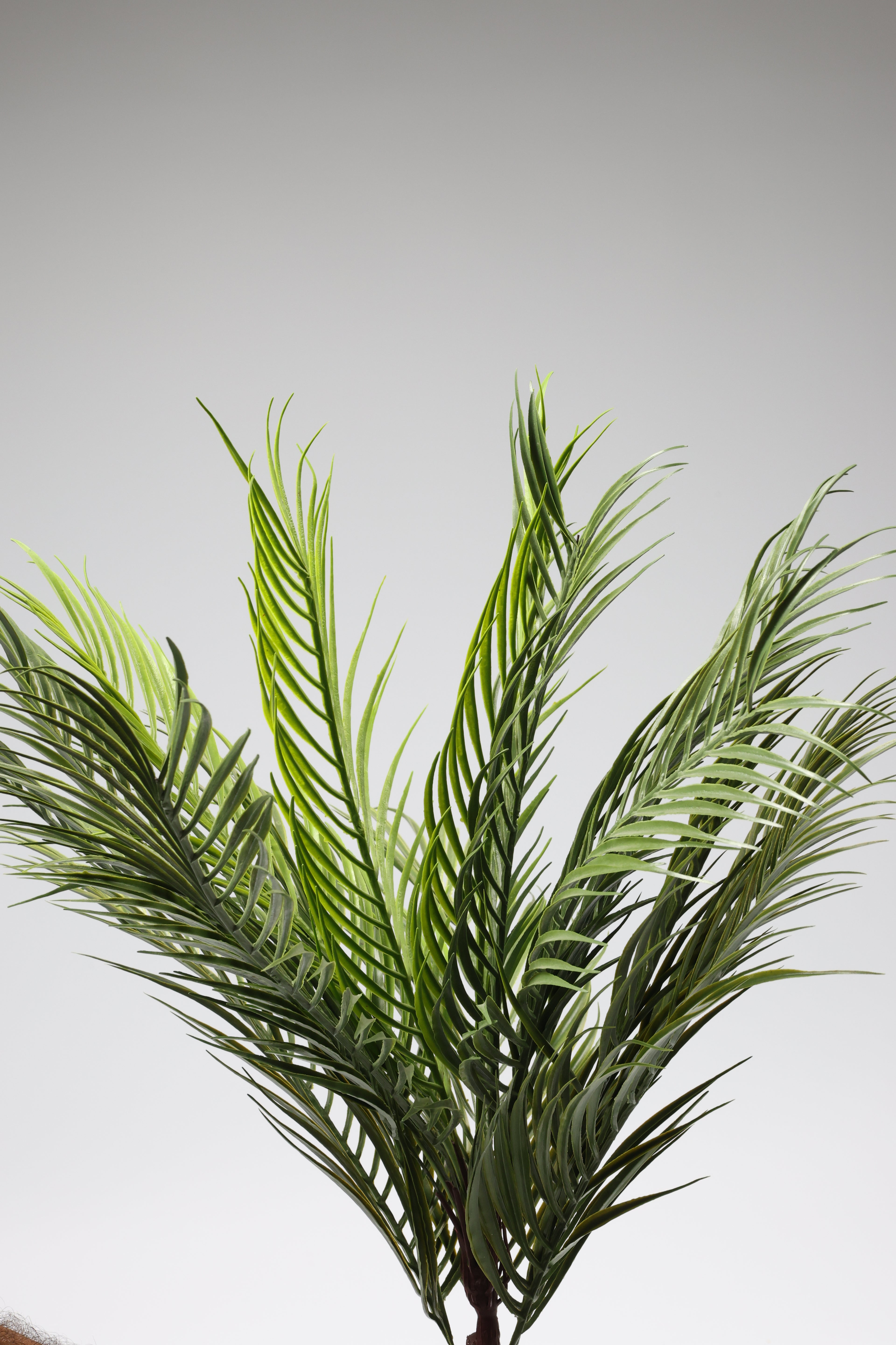 Caucasian- Green