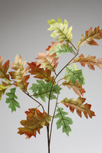 Quercus - Green*Brown