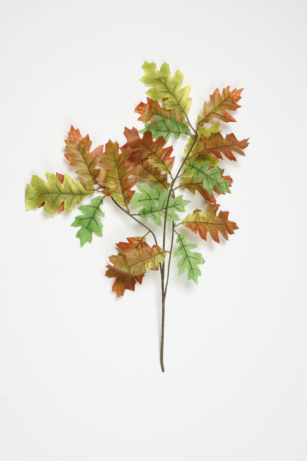 Quercus - Green*Brown