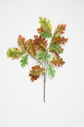 Quercus - Green*Brown