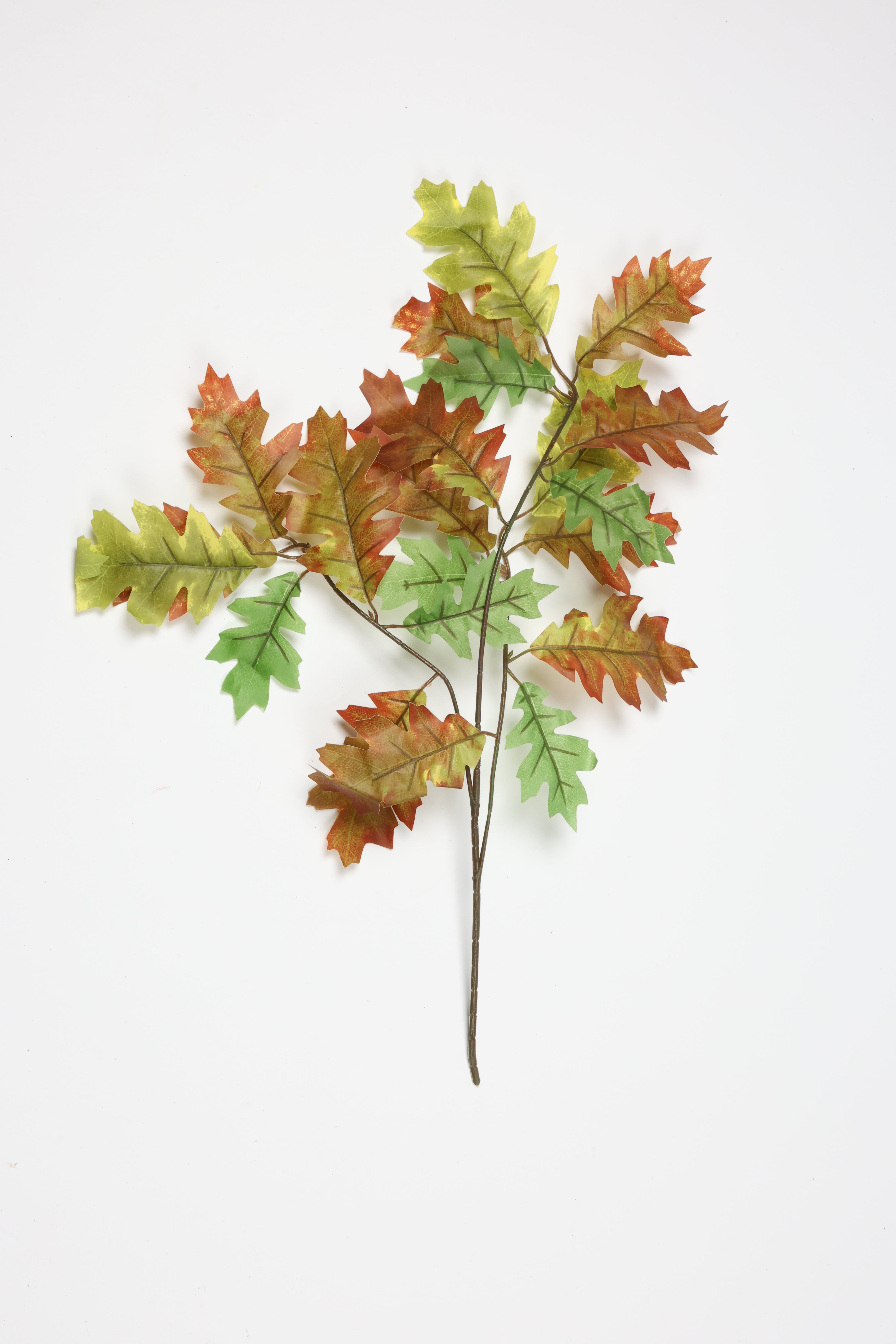 Quercus - Green*Brown