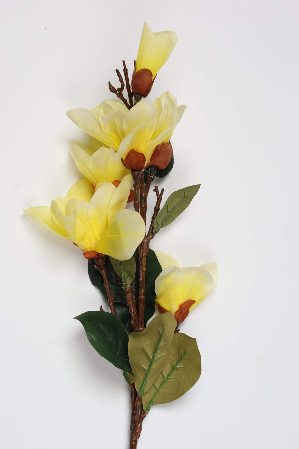 Magnolia   - 4 Flowers - Yellow