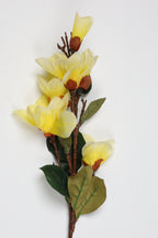 Magnolia   - 4 Flowers - Yellow