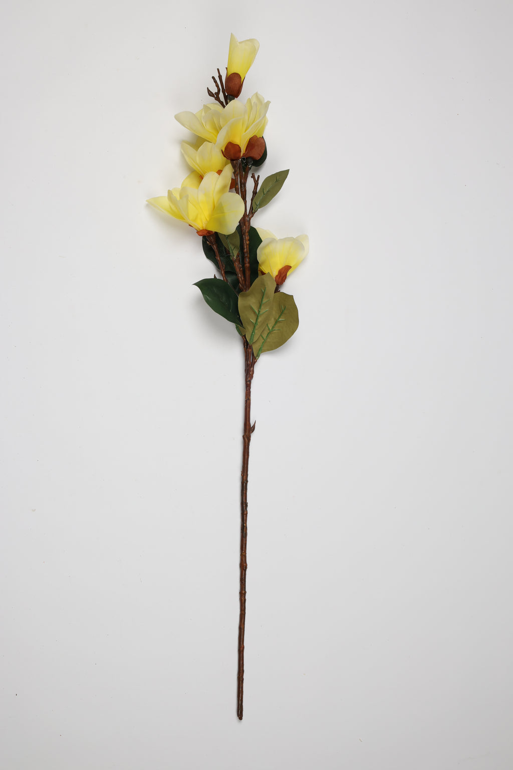 Magnolia   - 4 Flowers - Yellow