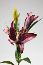 Lilium-Purple
