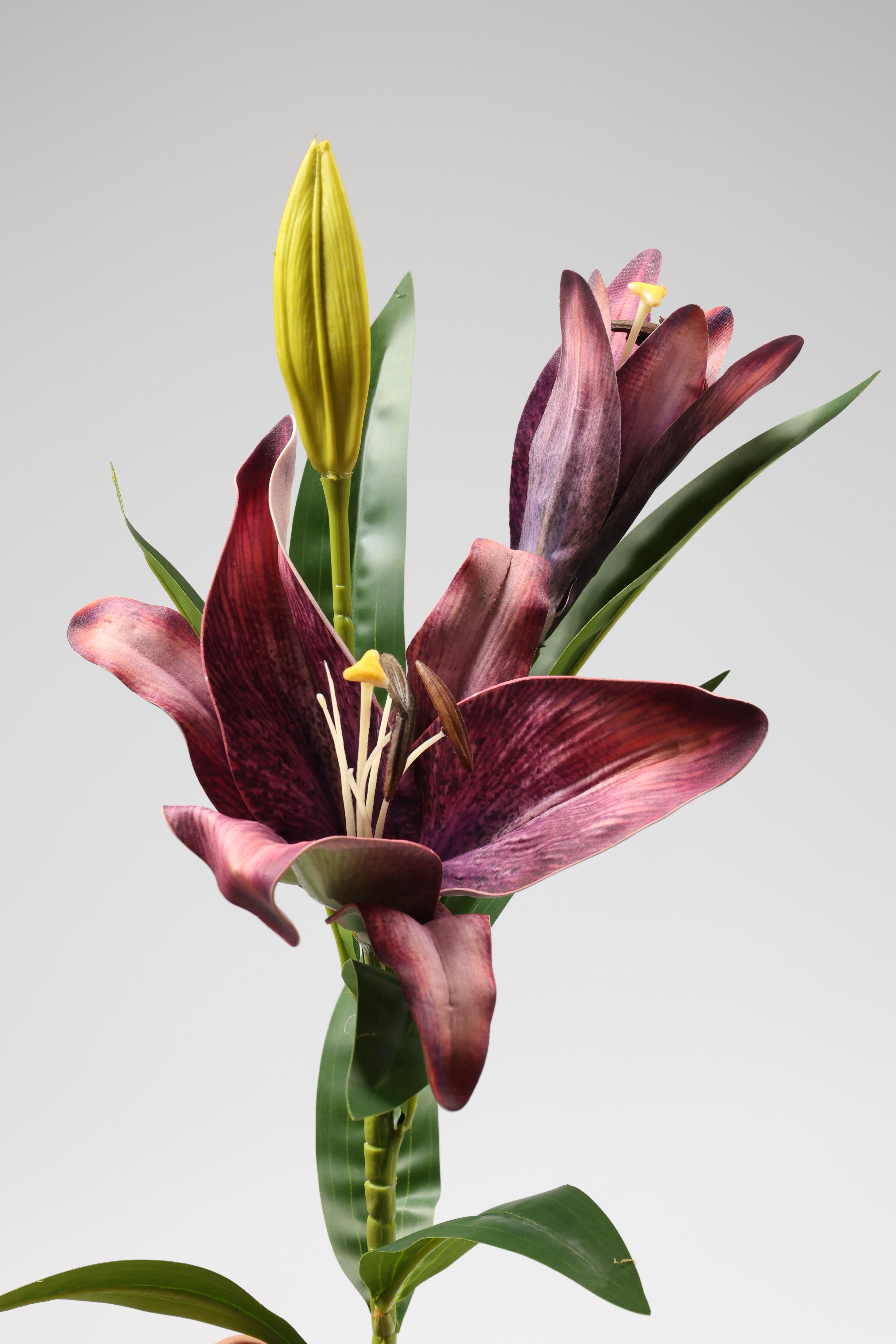 Lilium-Purple