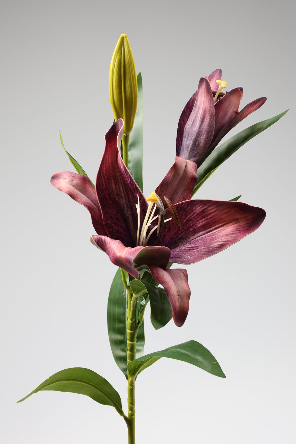 Lilium-Purple