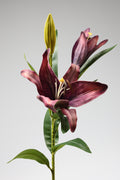 Lilium-Purple