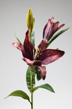 Lilium-Purple