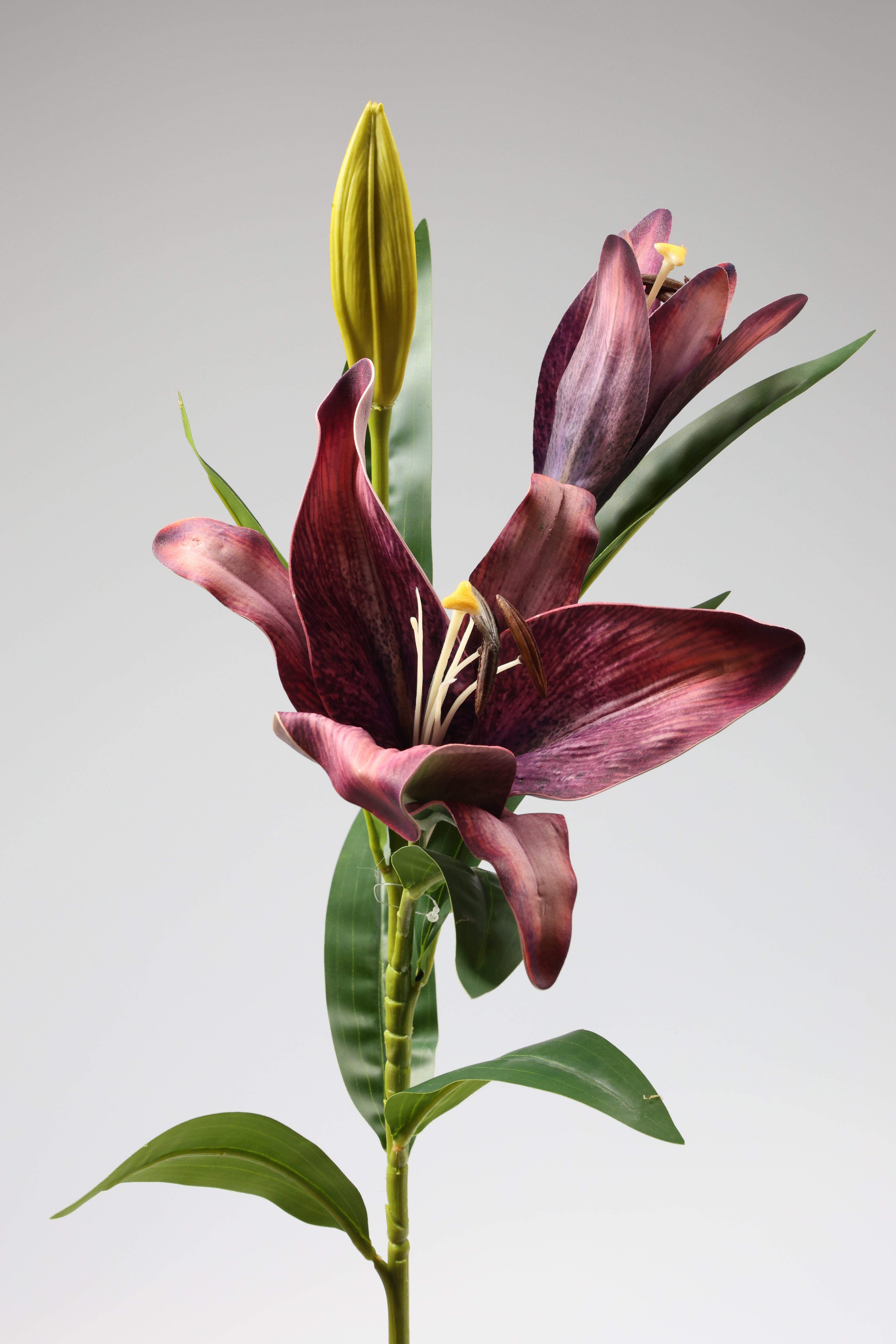 Lilium-Purple