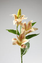 Lilium- Simoan