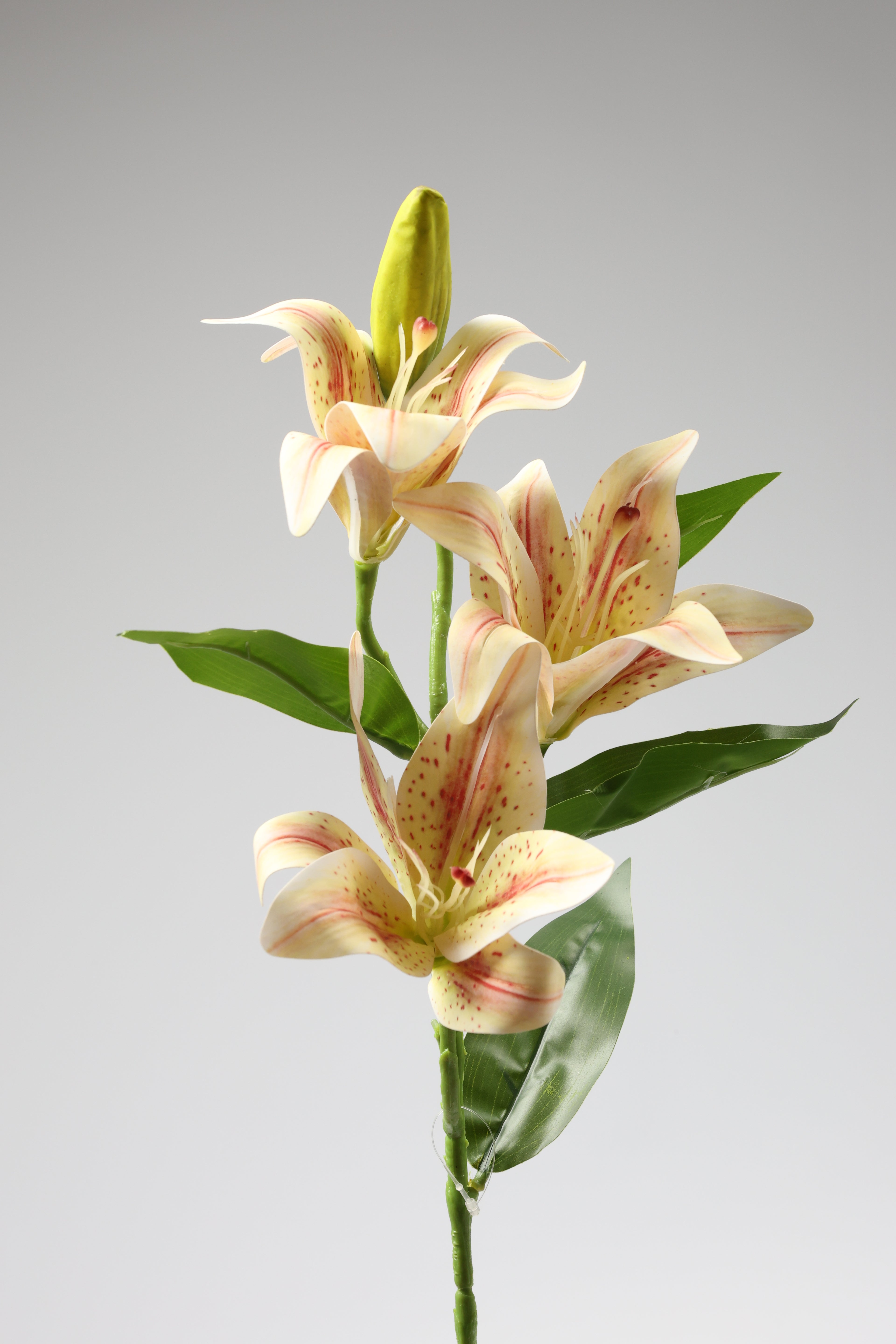 Lilium- Simoan