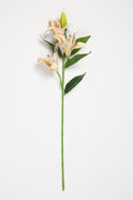 Lilium- Simoan