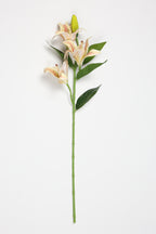 Lilium- Simoan