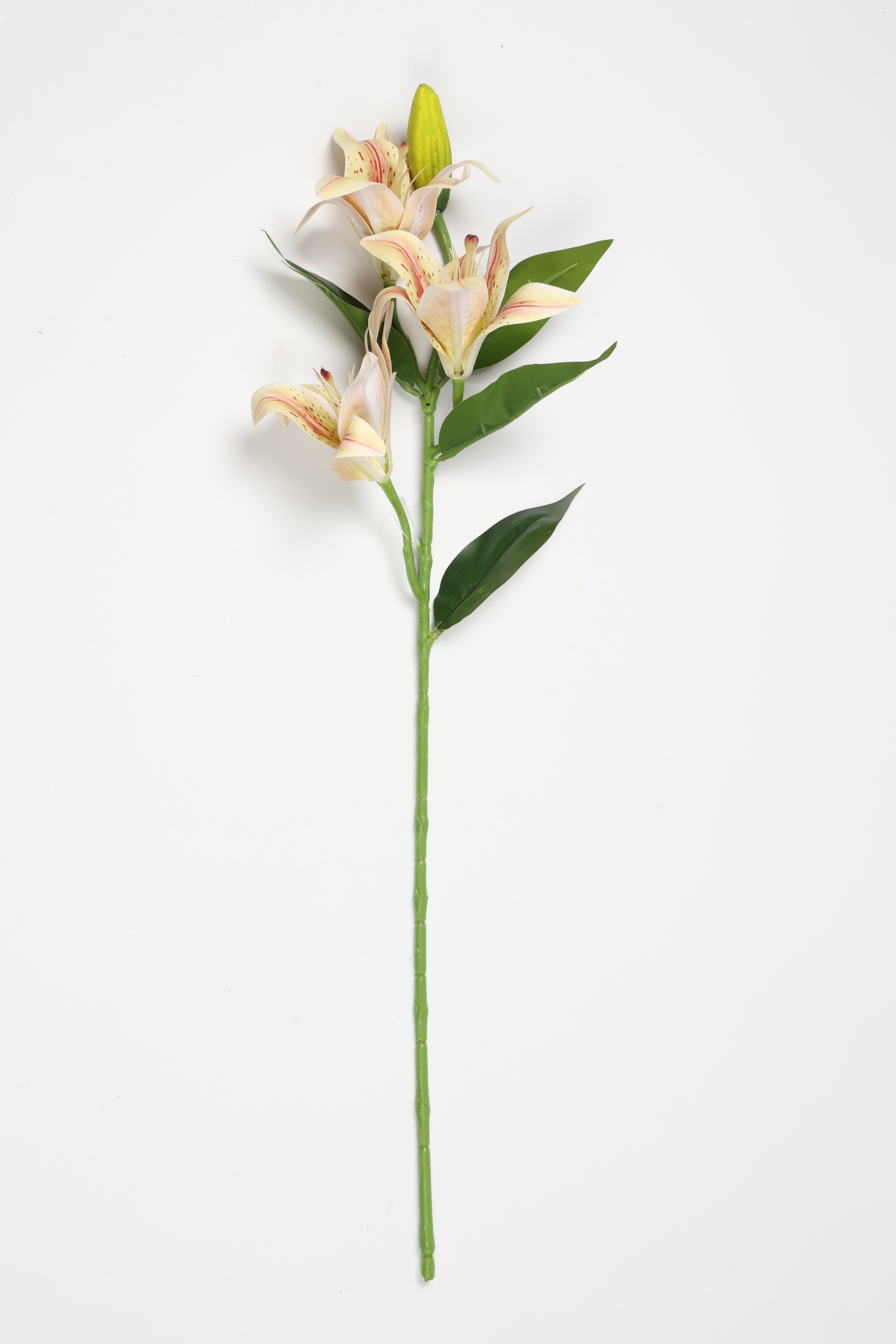 Lilium- Simoan