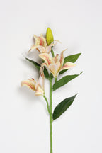 Lilium- Simoan