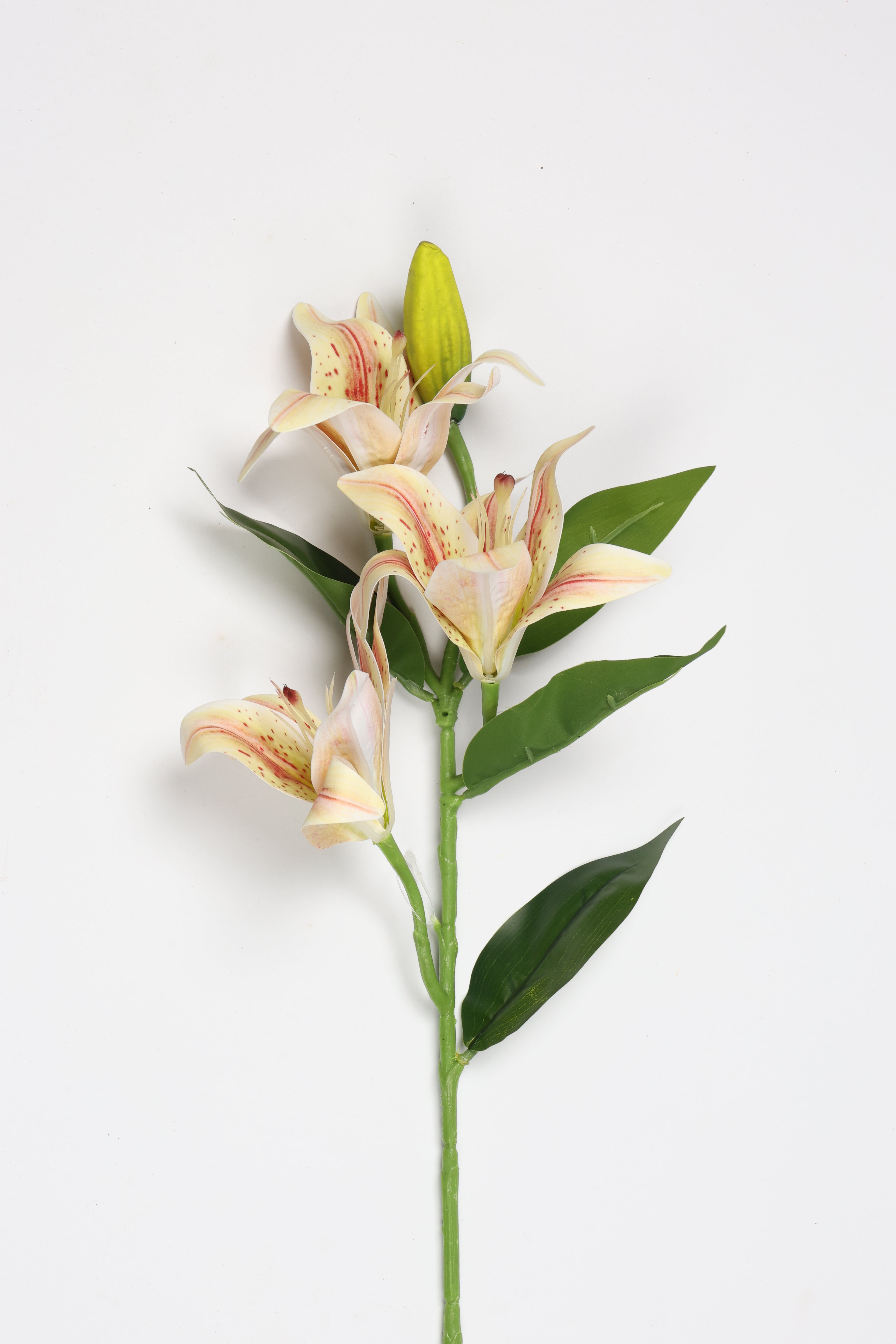 Lilium- Simoan