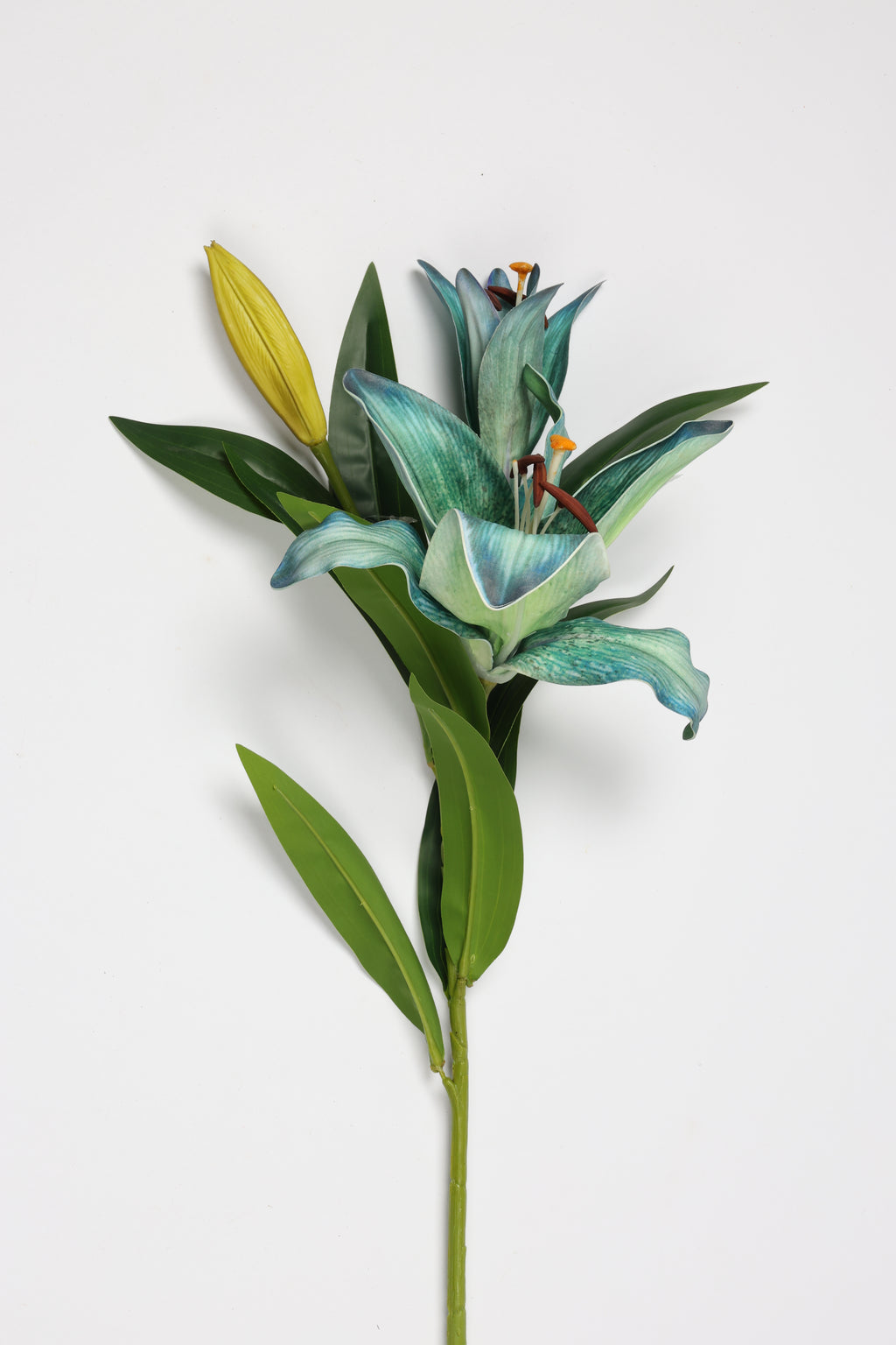 Lilium- Green