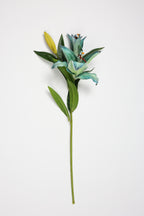 Lilium- Green