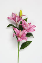 Lilium-Hot Pink