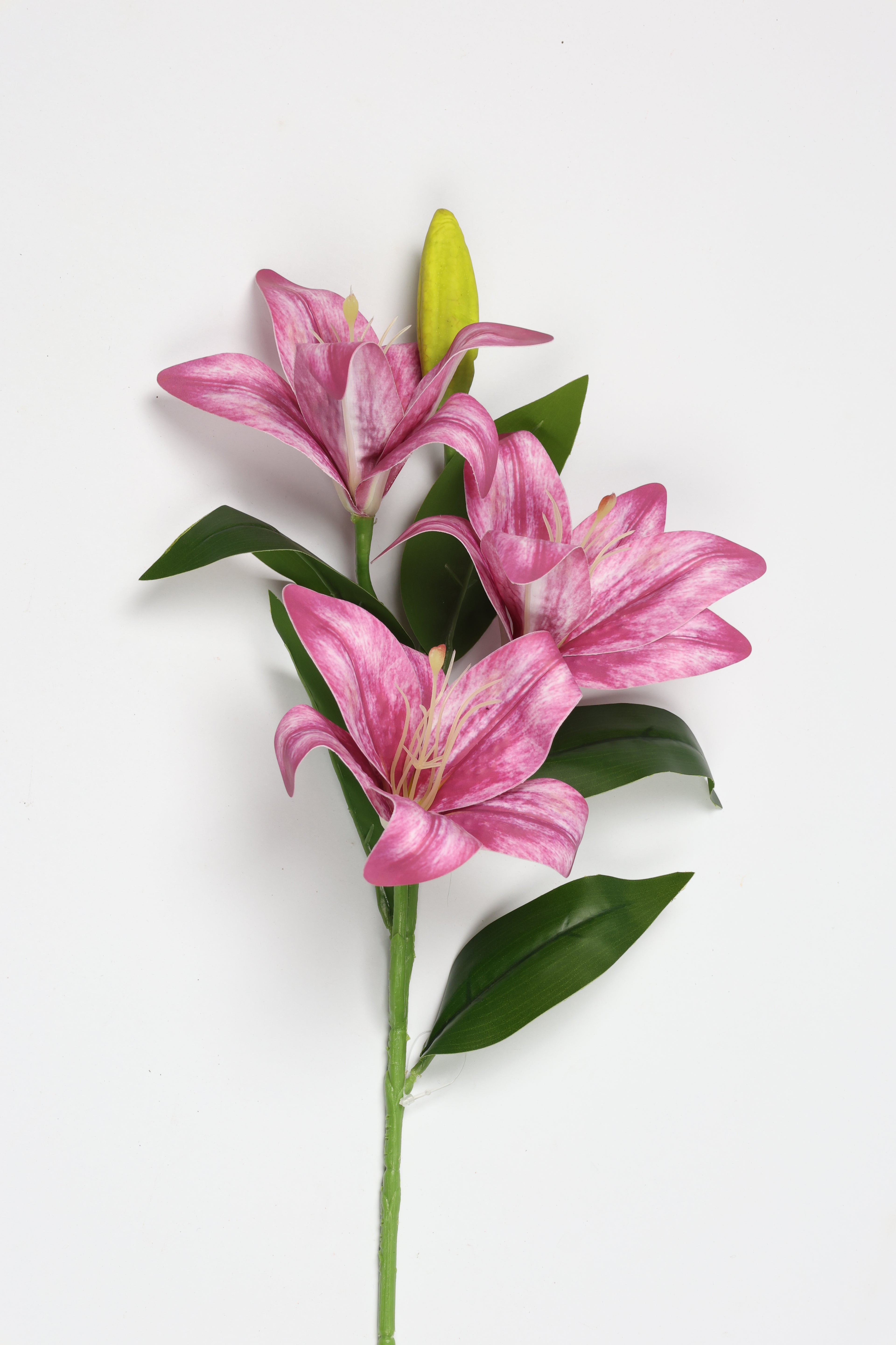 Lilium-Hot Pink