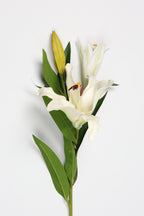 Lilium- White*Pink