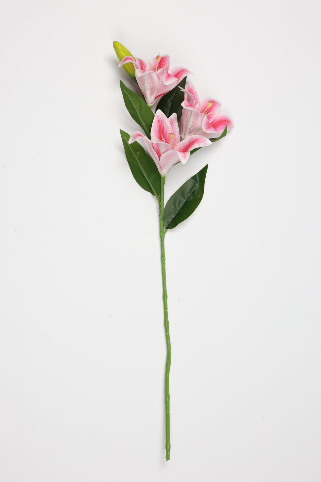 Lilium- Pink