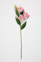 Lilium- Pink