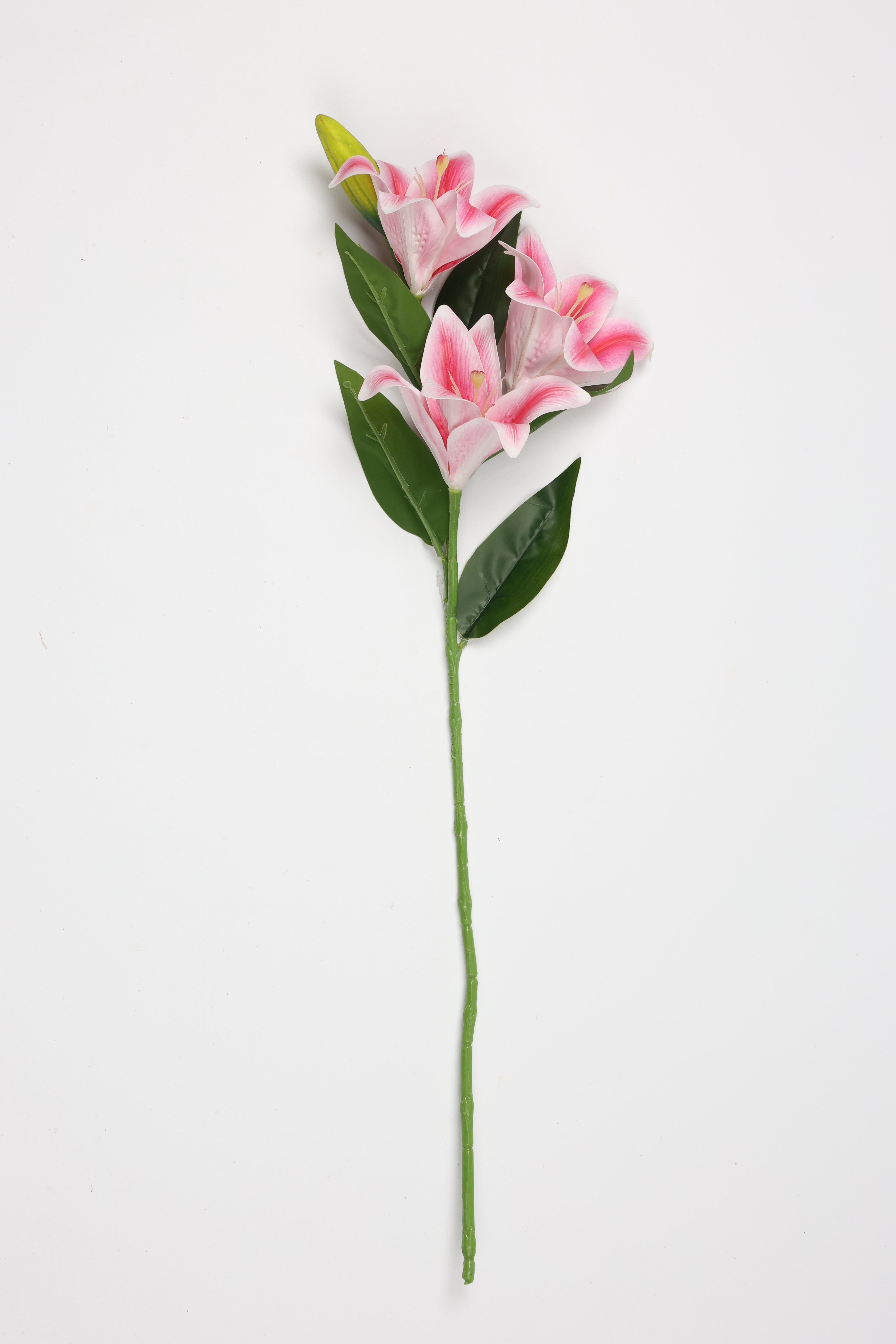 Lilium- Pink