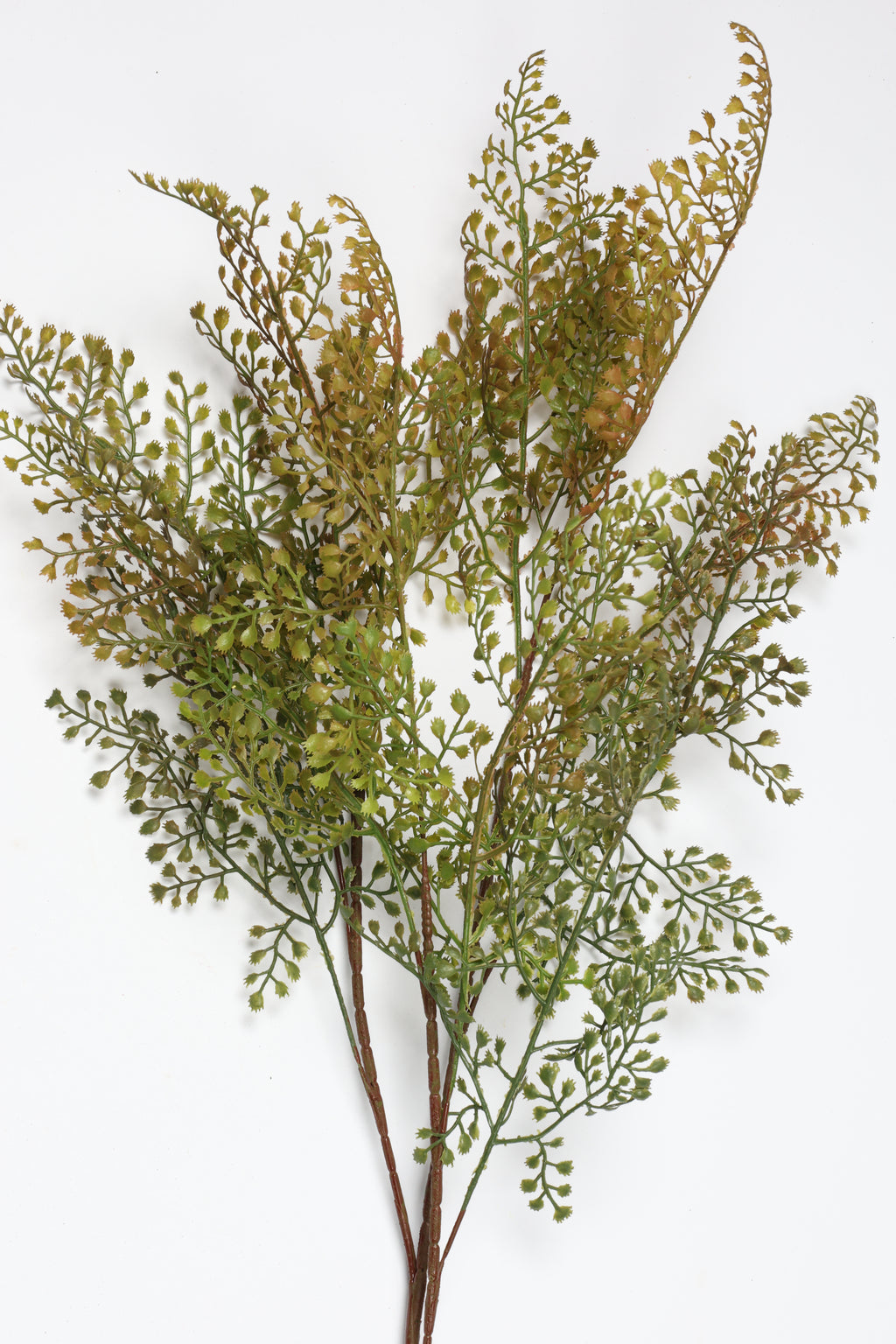 Asplenium-Yellowt*Green
