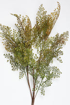 Asplenium-Yellowt*Green
