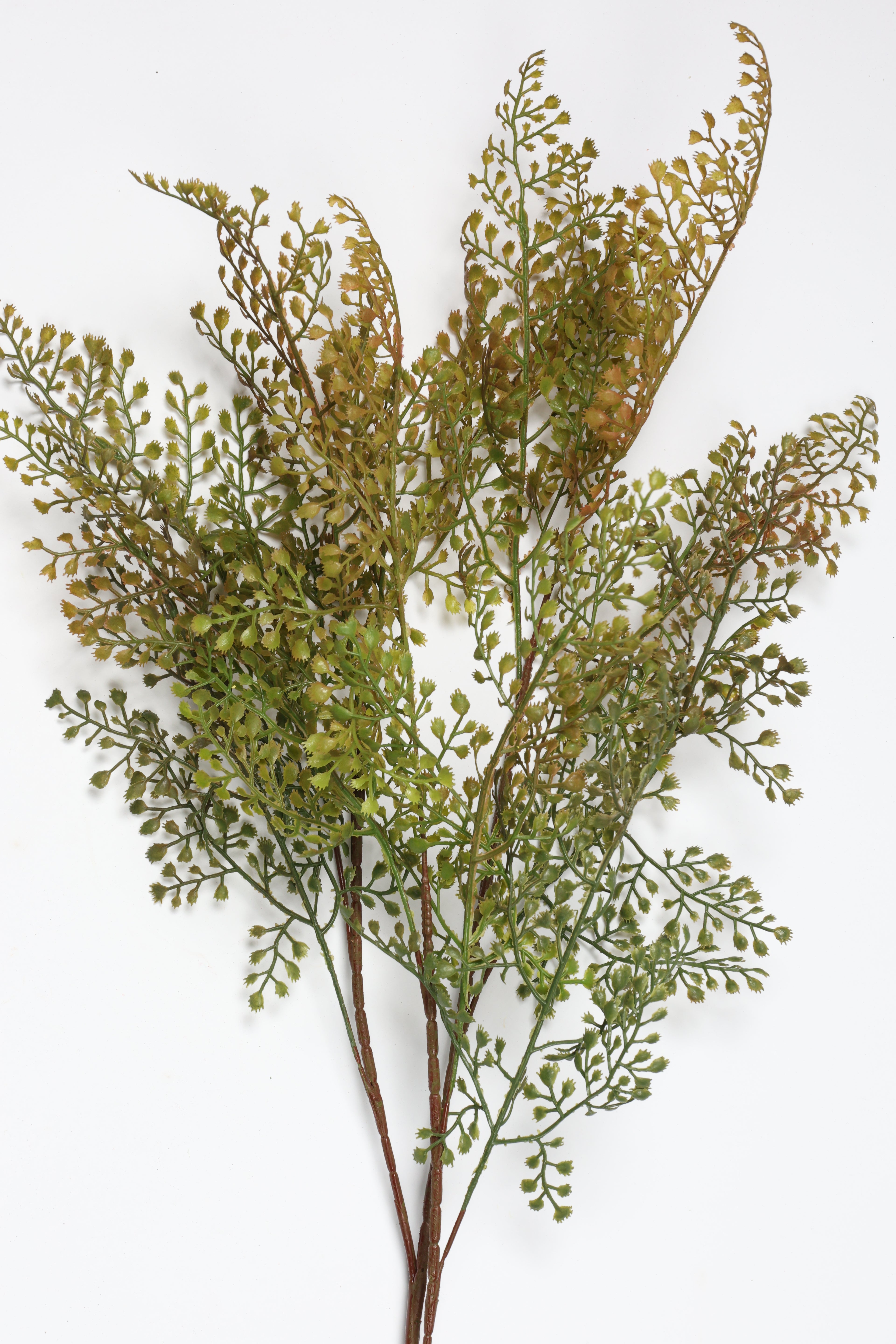 Asplenium-Yellowt*Green