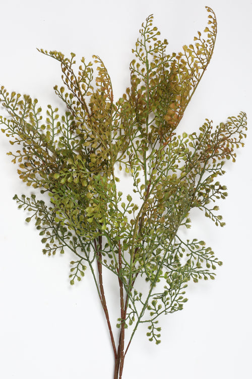 Asplenium-Yellowt*Green