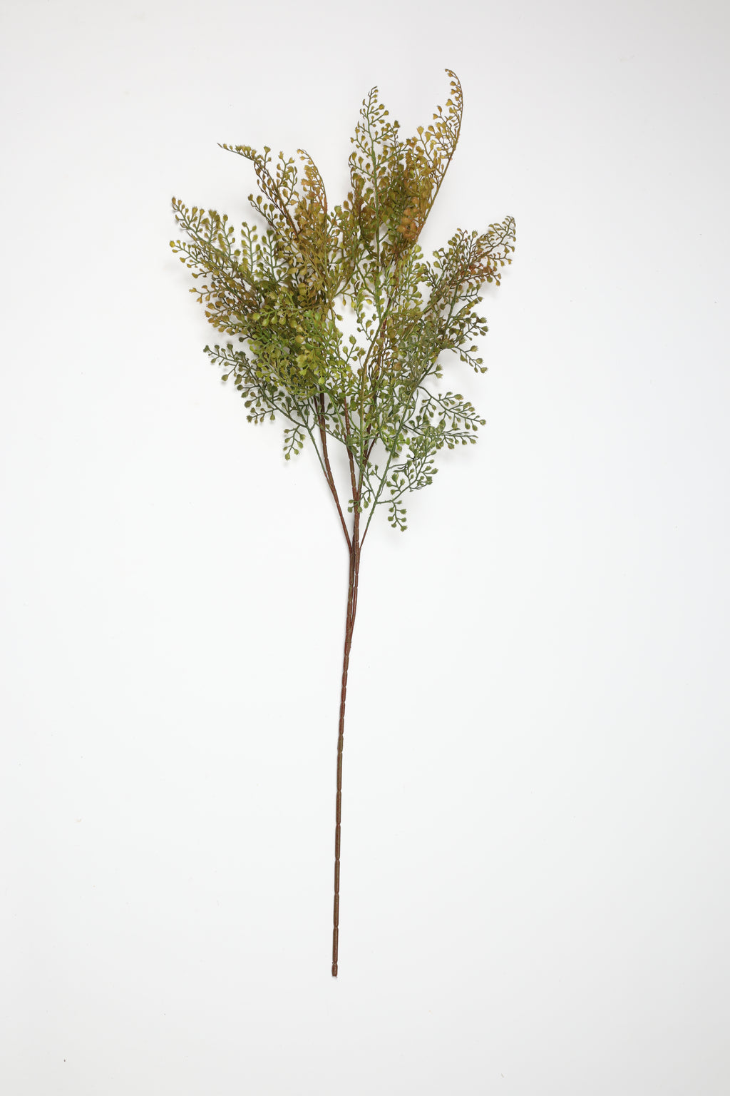 Asplenium-Yellowt*Green