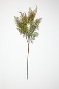 Asplenium-Yellowt*Green
