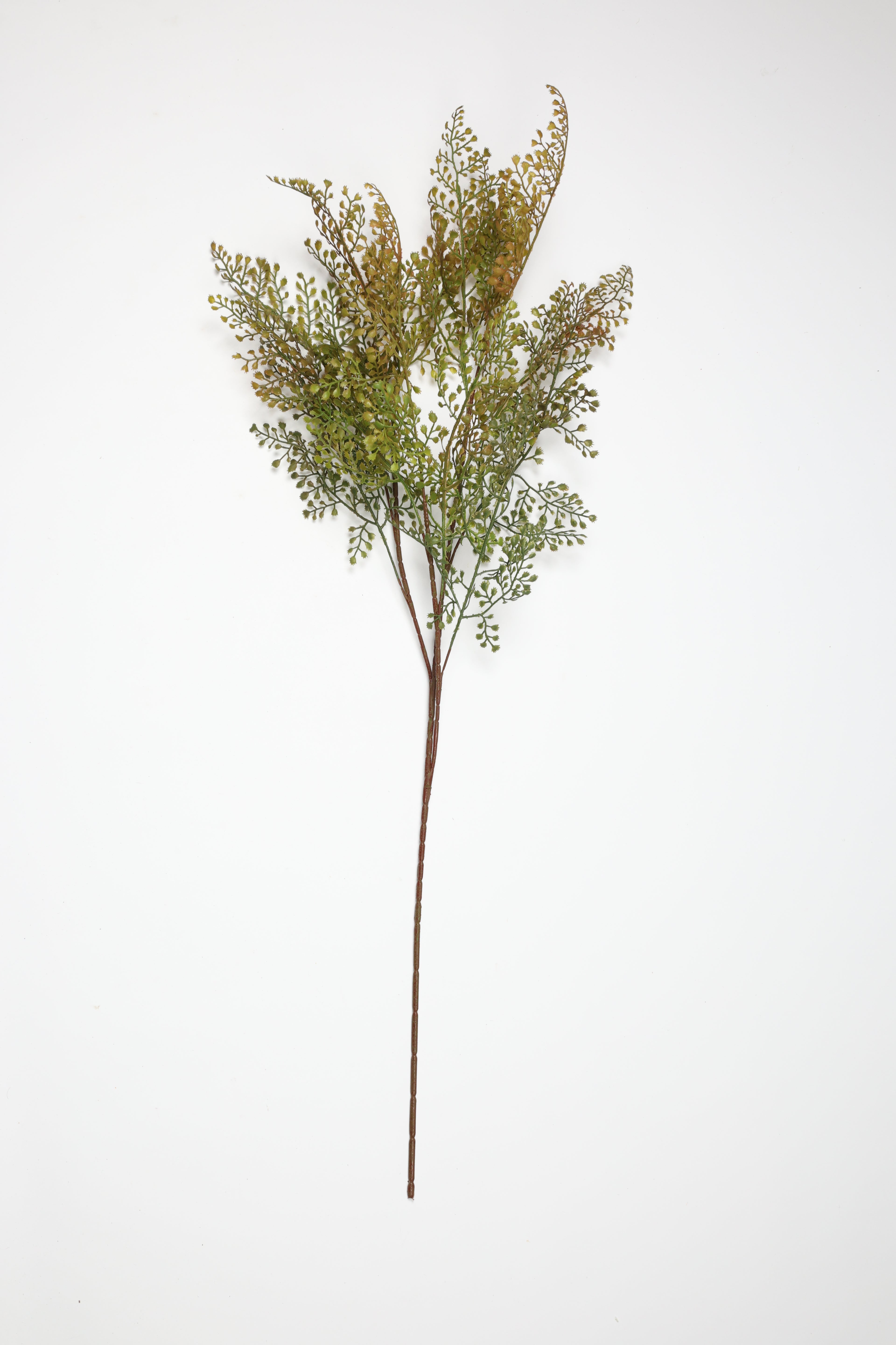 Asplenium-Yellowt*Green