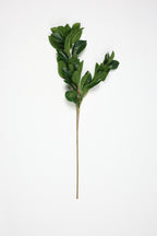 Lemon Leaf - Green Large