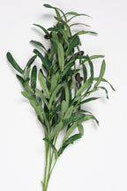 Olive Leaves - Green