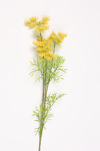 Nigella Orientalis - Yellow
