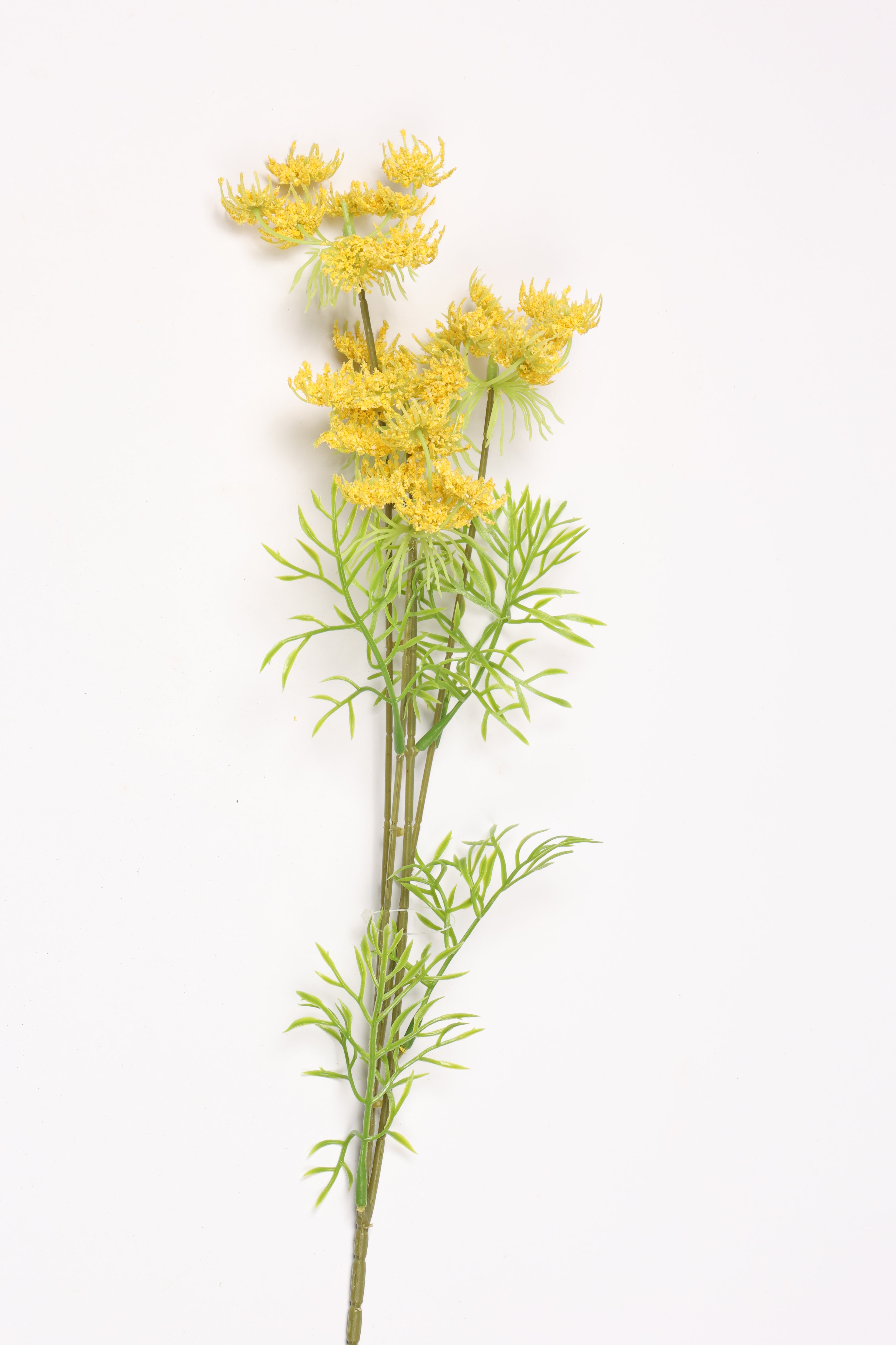 Nigella Orientalis - Yellow