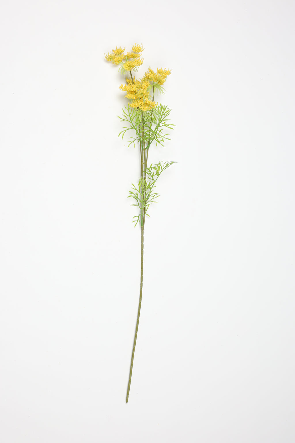 Nigella Orientalis - Yellow