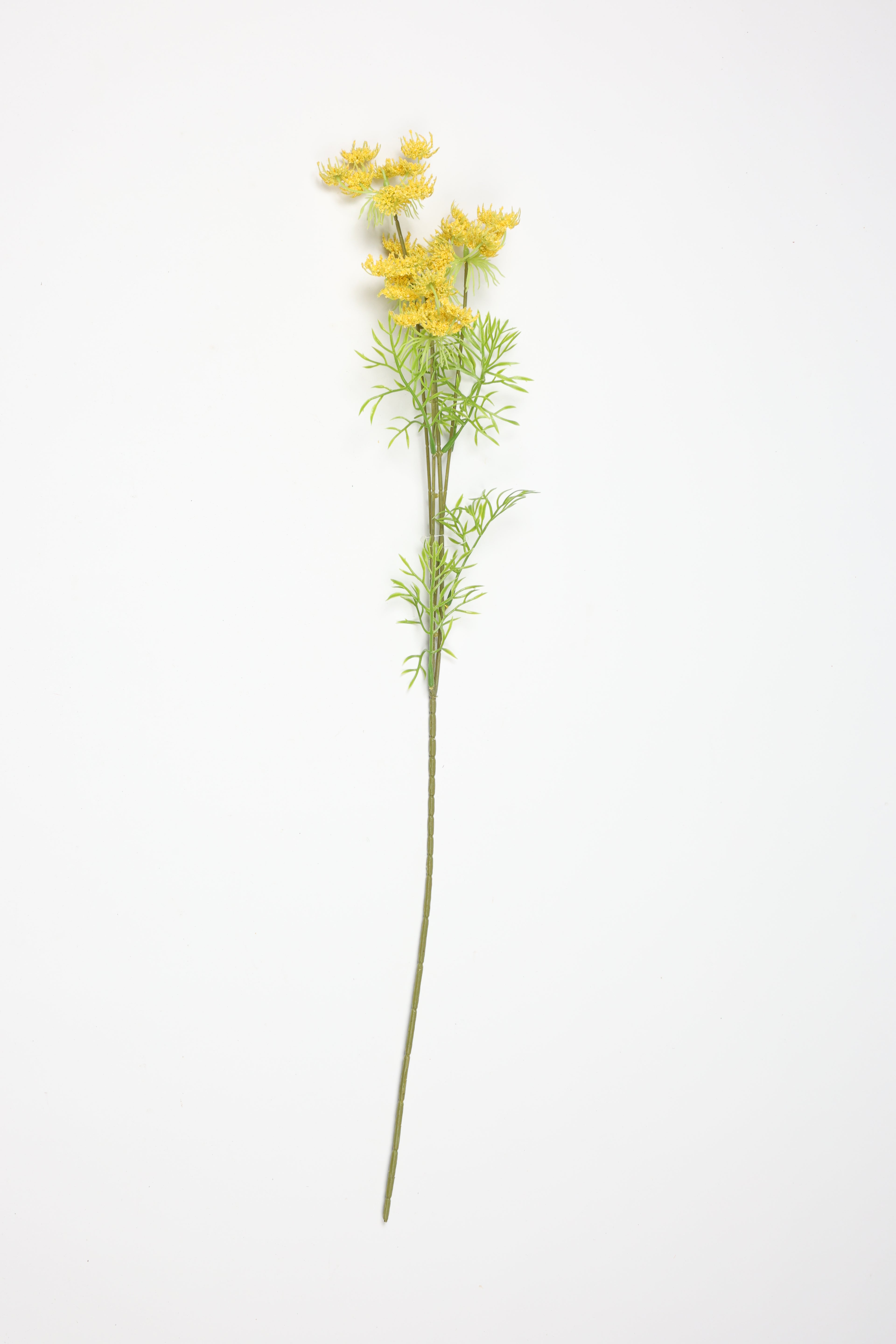 Nigella Orientalis - Yellow