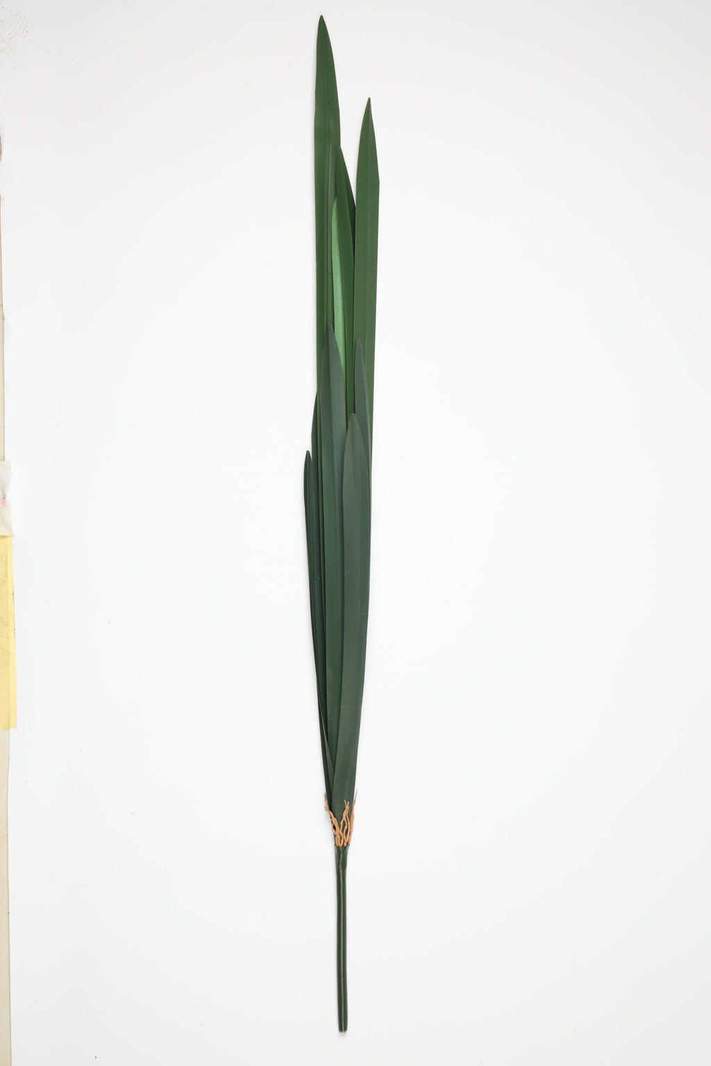 Lilium Grass- Green