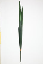 Lilium Grass- Green