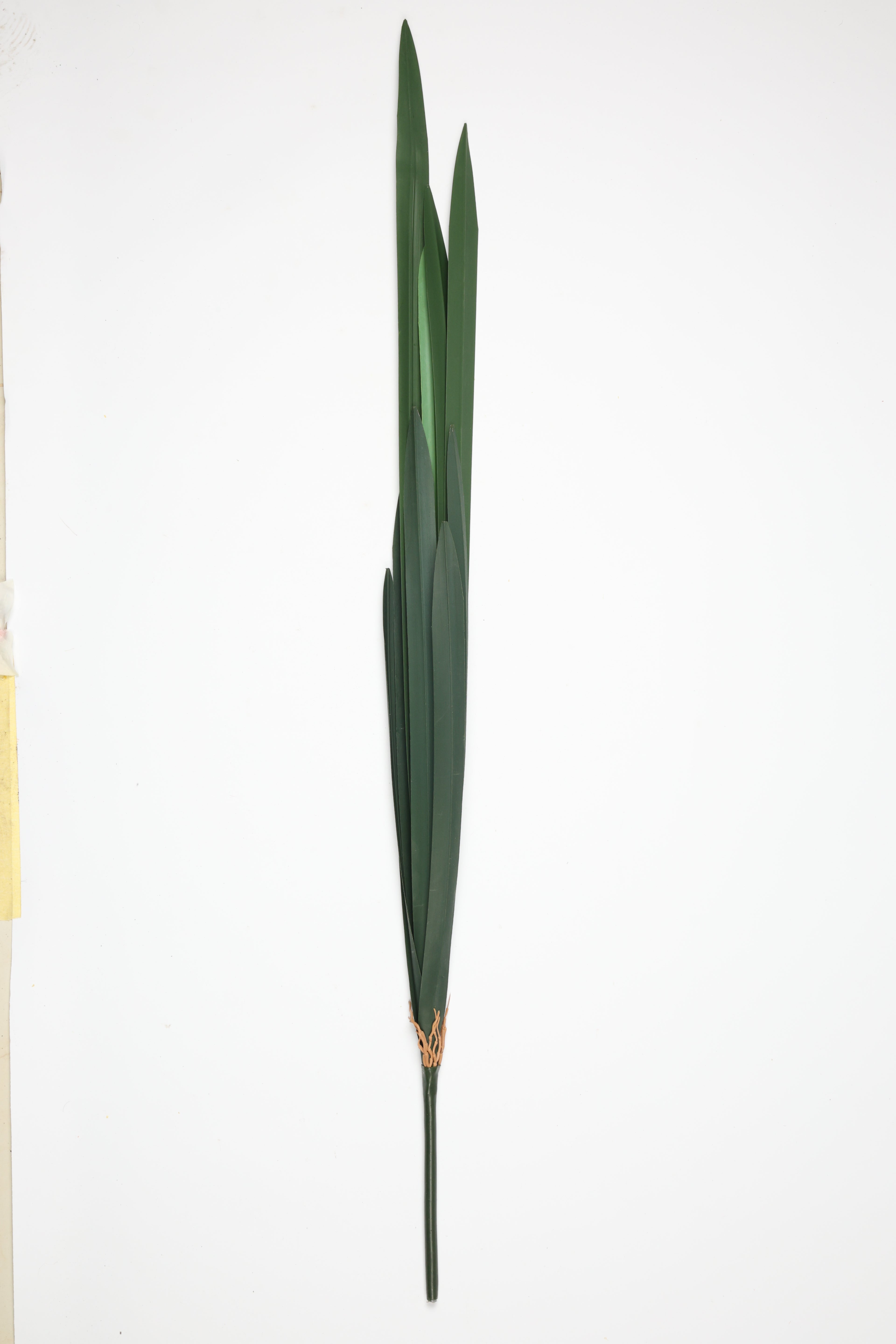 Lilium Grass- Green