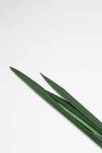 Lilium Grass- Green