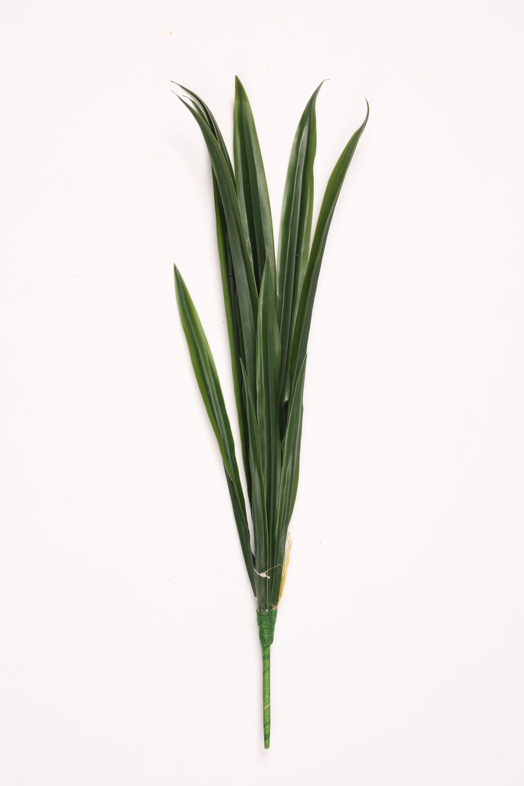 Lilium Grass- Green